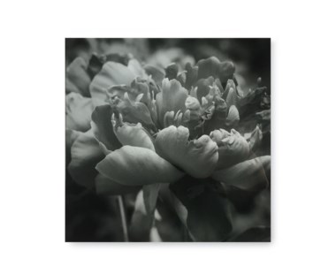 Black & White Flower - Acrylic Dry Mount / I